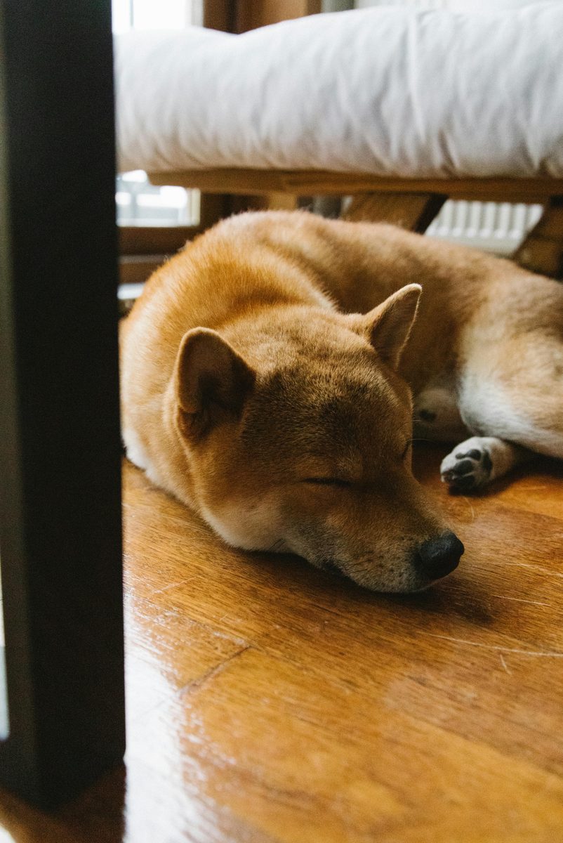 Akita. Loyal. Dignified. Slightly intimidating.