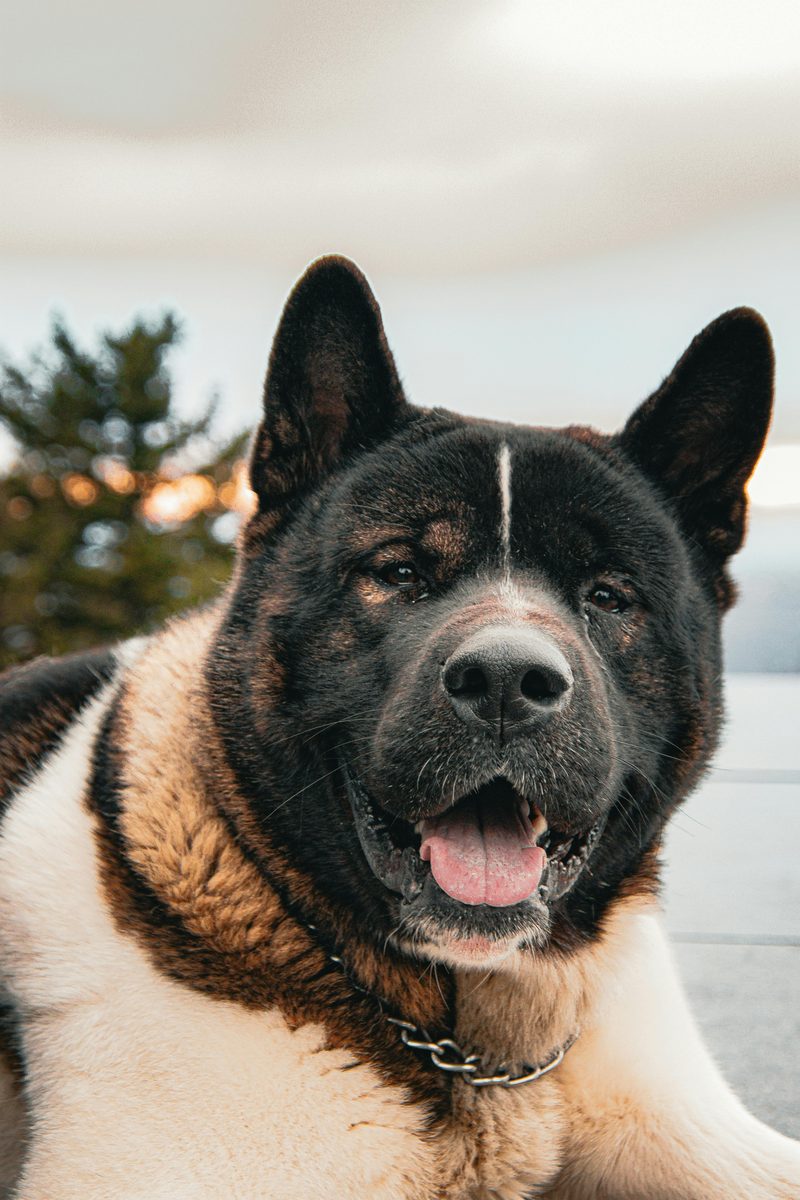 Akita