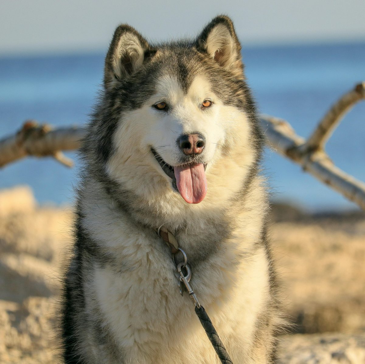 Alaskan Malamute. Built for blizzards. Currently melting hearts.
