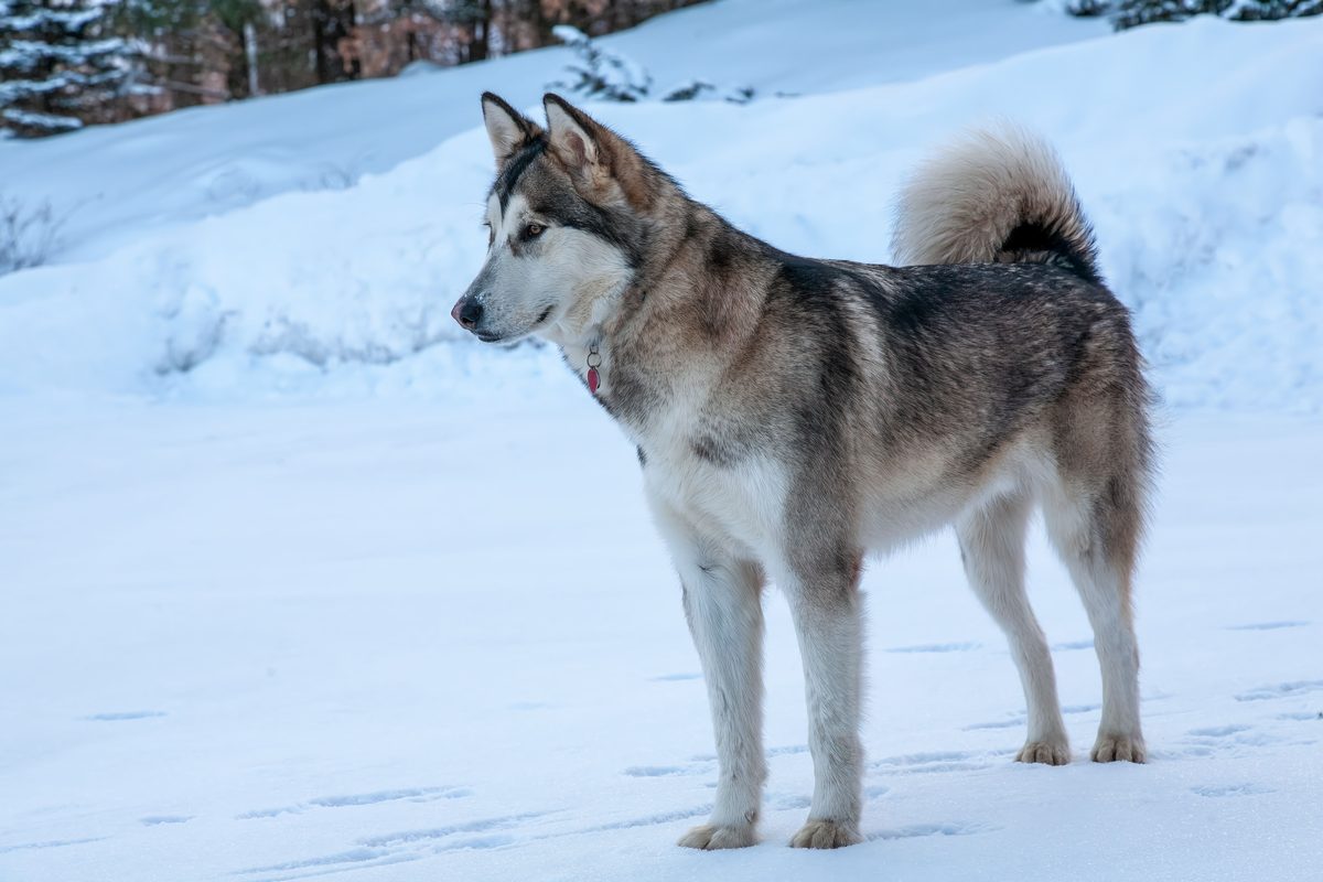 Alaskan Malamute