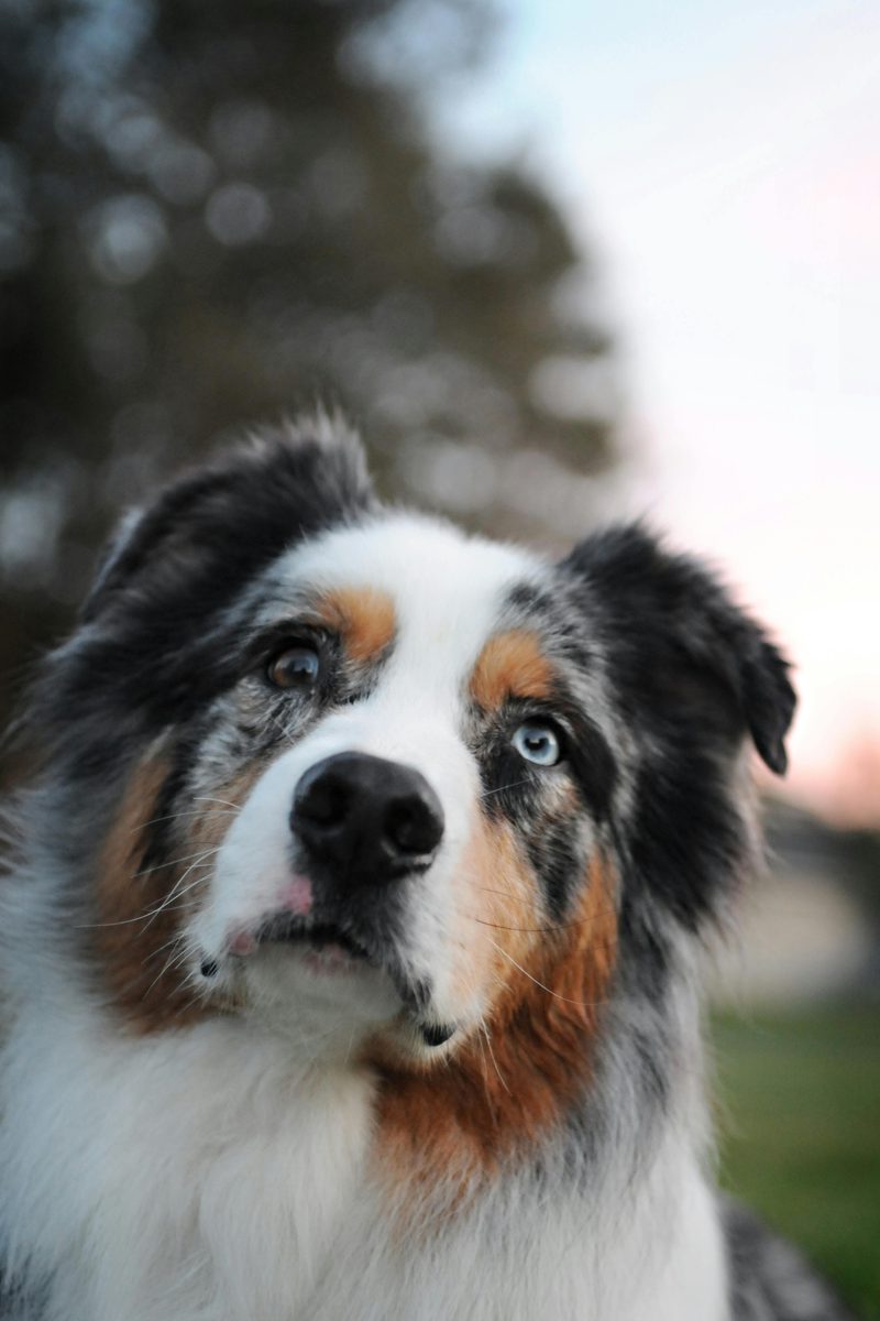 Australian Shepherd. Spinning. Always spinning.
