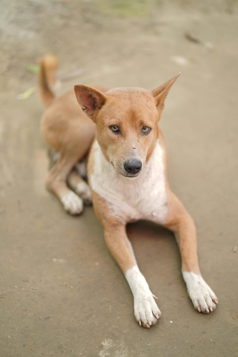 Basenji. Cannot bark. Has other ways of making his feelings known.