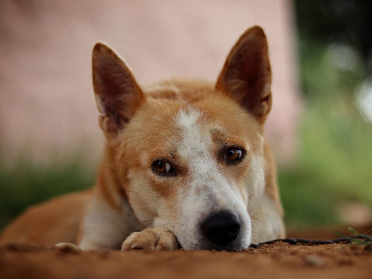 Basenji