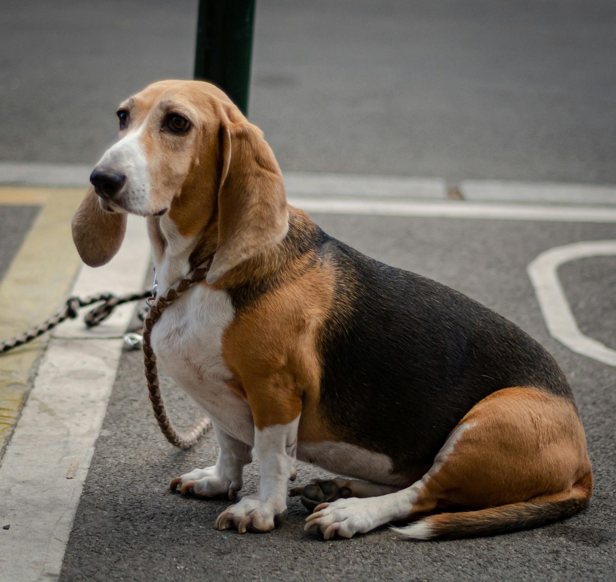 Basset Hound. Low to the ground. High in cuteness.
