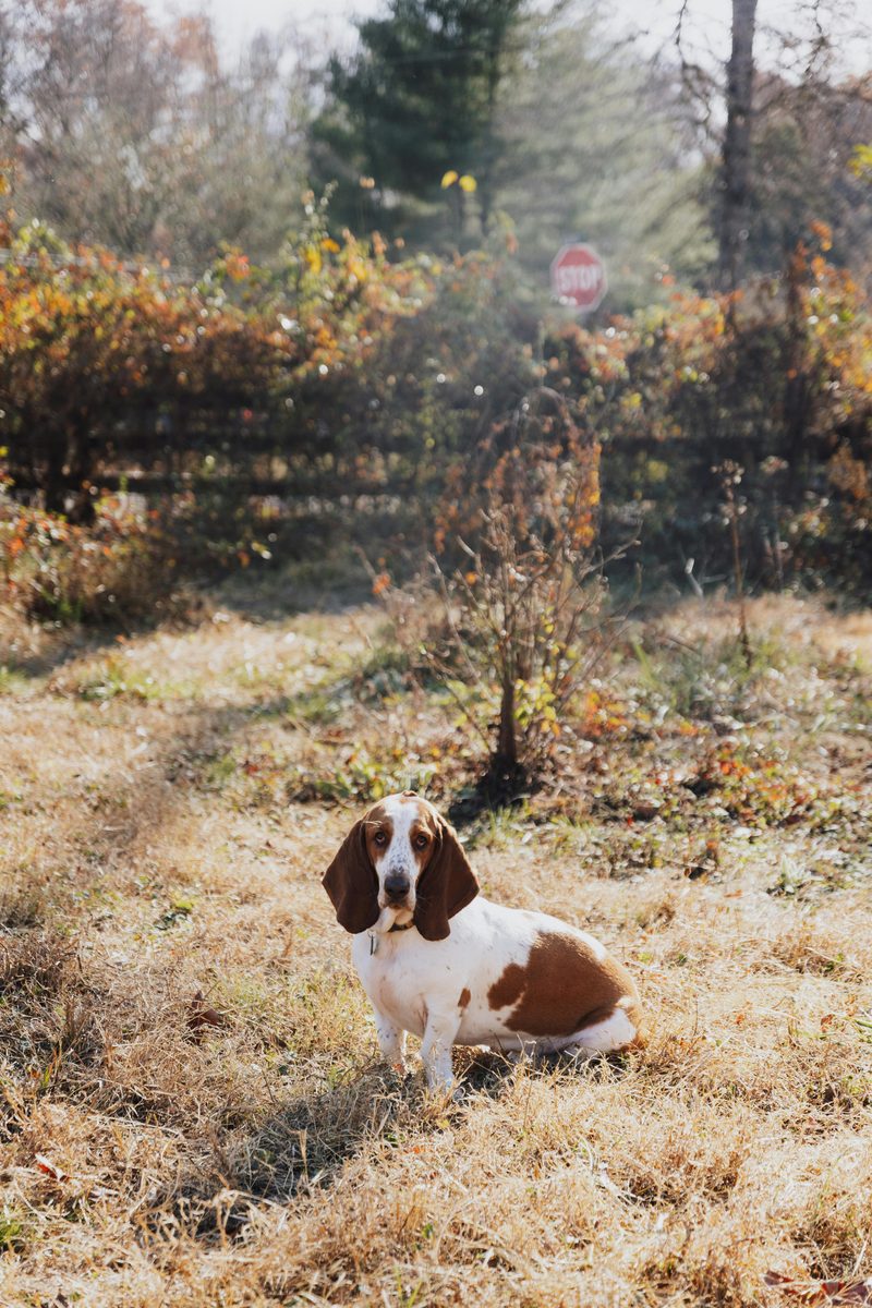 Basset Hound