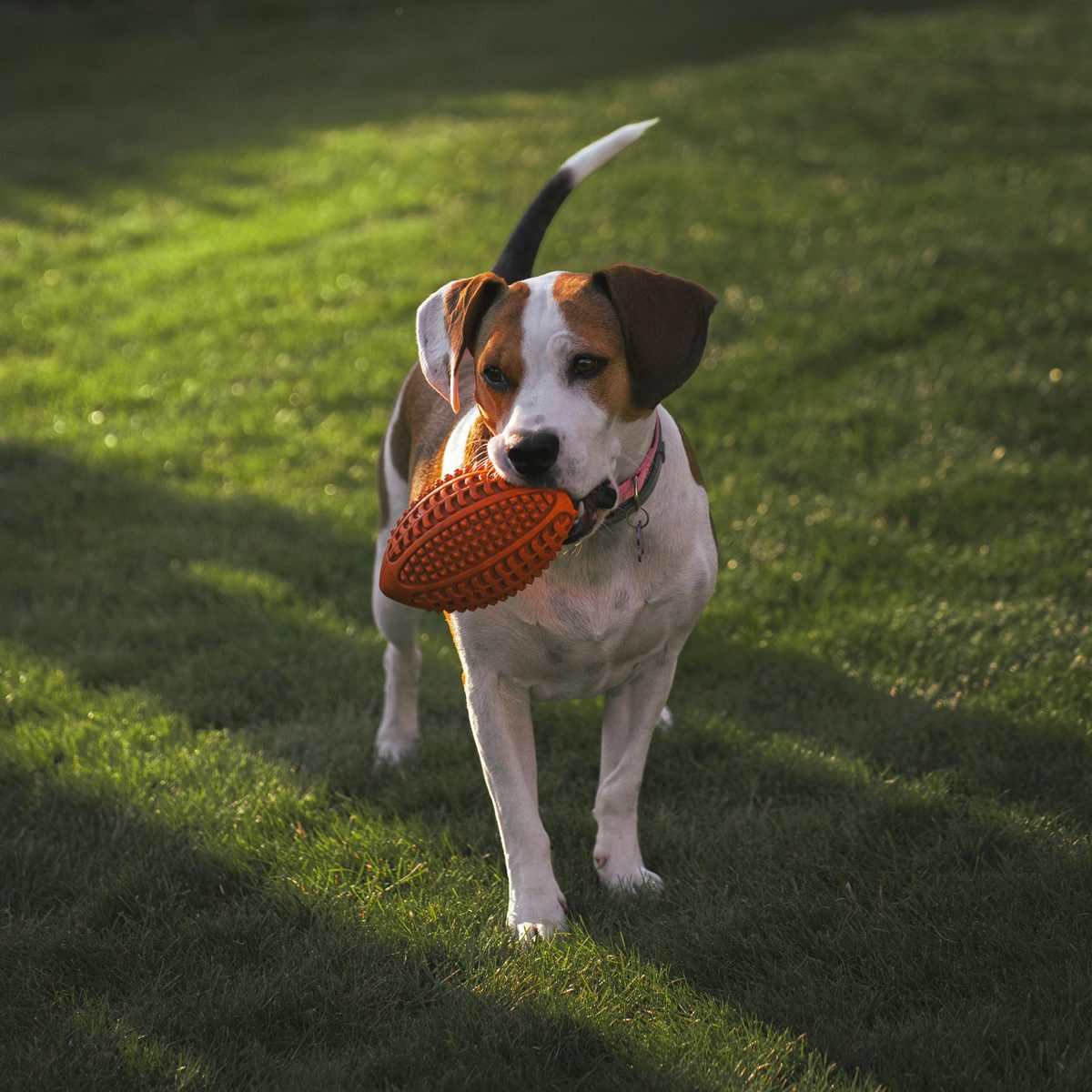 Beagle. Nose down. World above. Irrelevant.
