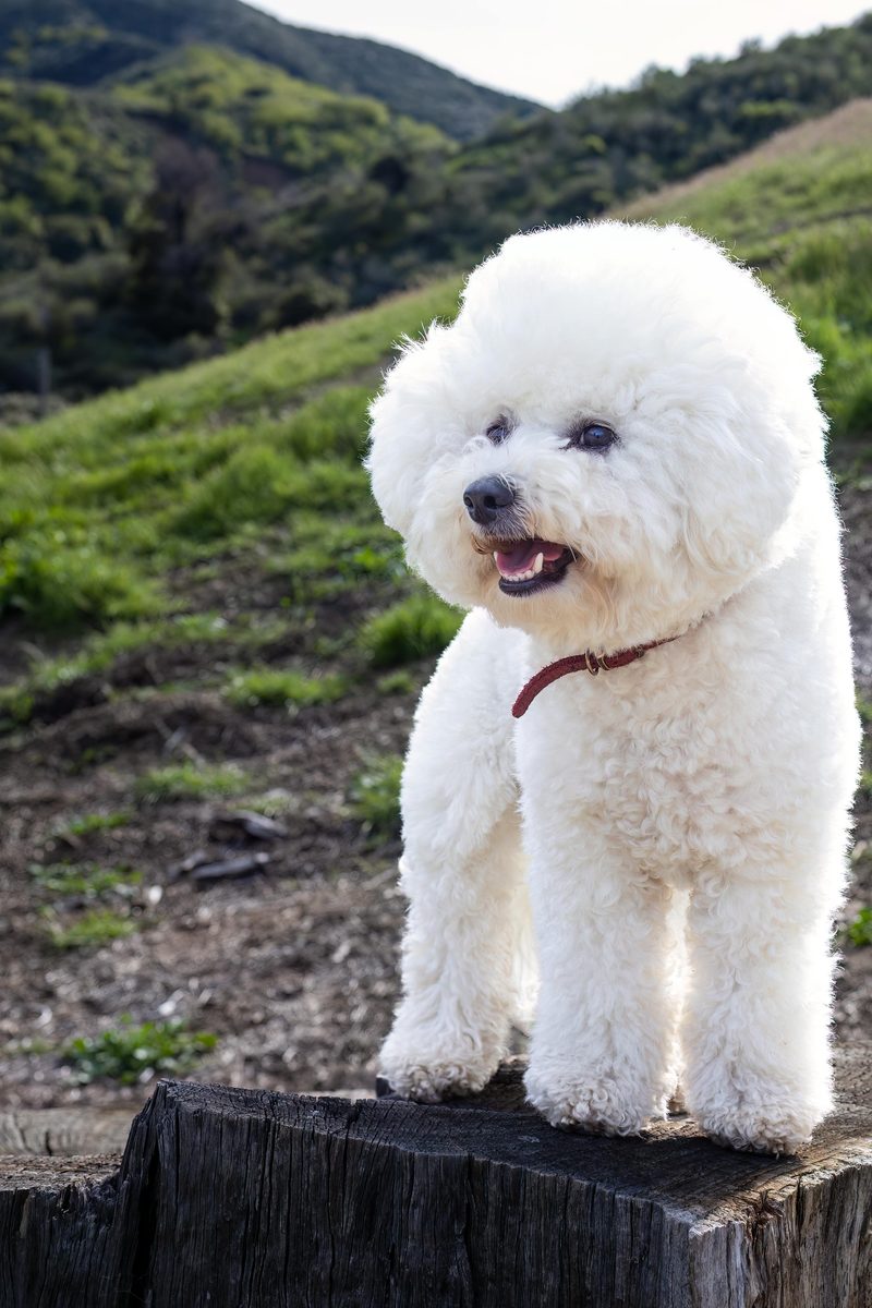 Bichon Frise. Cotton ball with opinions.