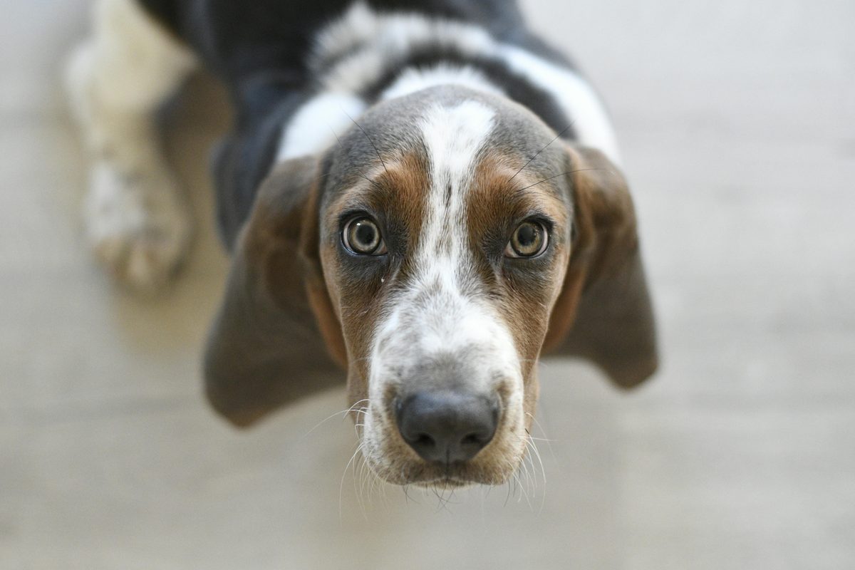 Bloodhound