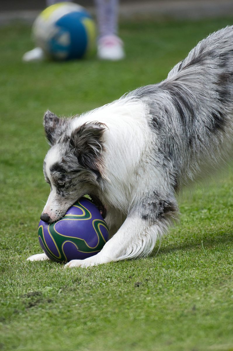 Border Collie. Herding the clouds. Just in case.