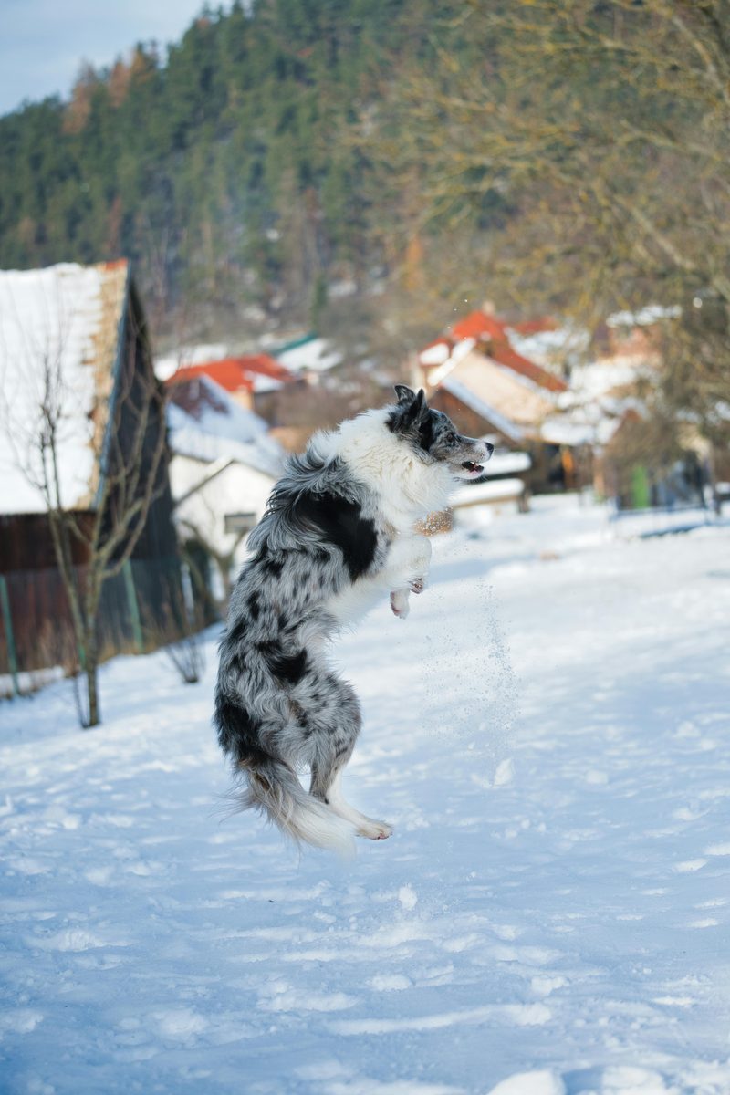 Border Collie