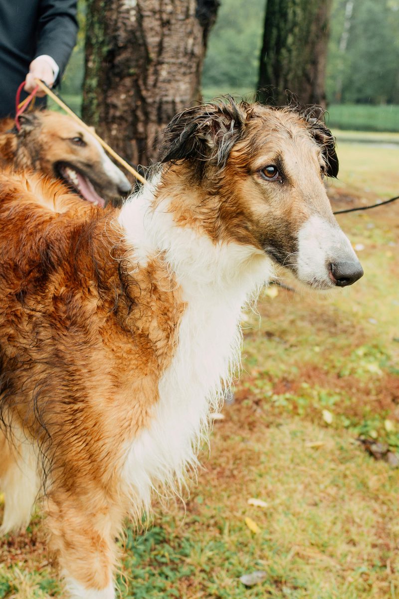 Borzoi. Long nose. Longer legs. Infinite elegance.
