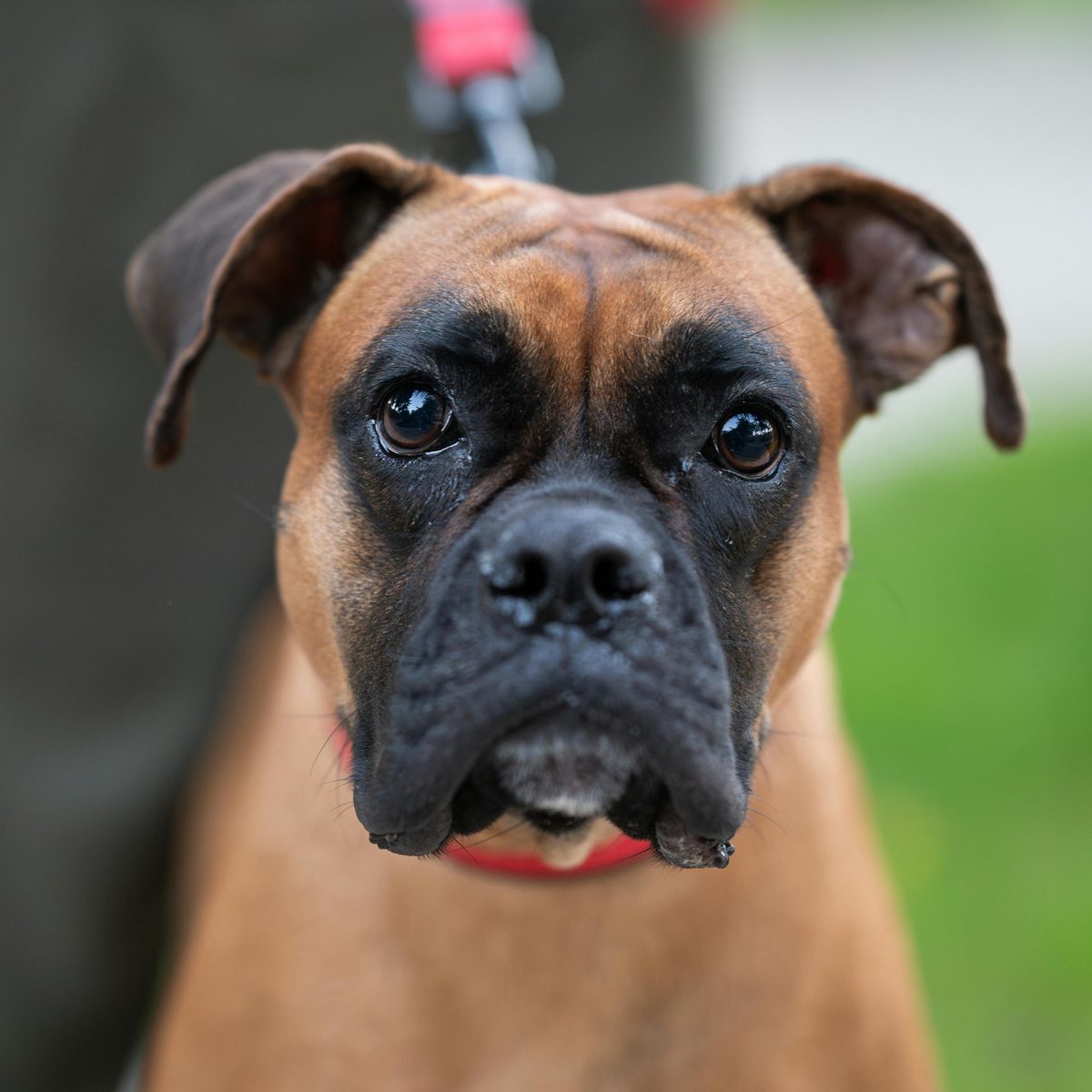 Boxer. Wiggles. Constantly.