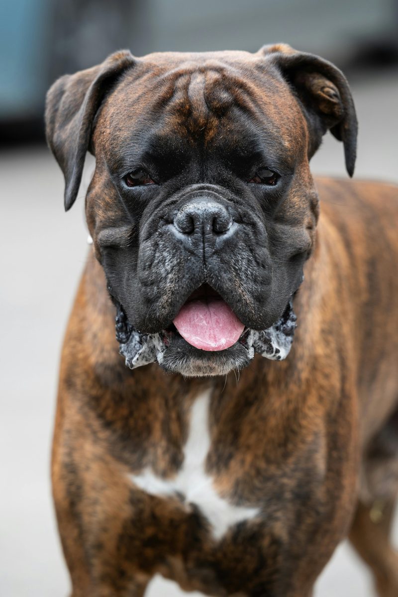 Boxer