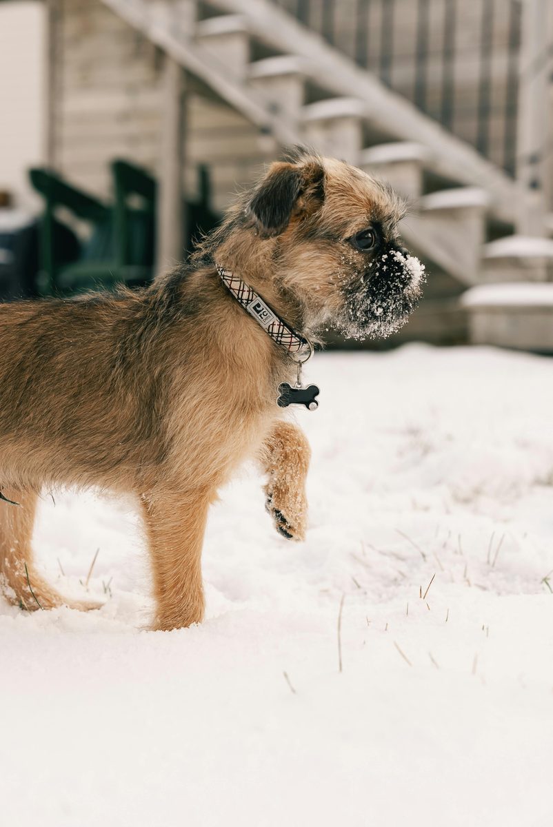 Brussels Griffon. Big personality. Very small dog.