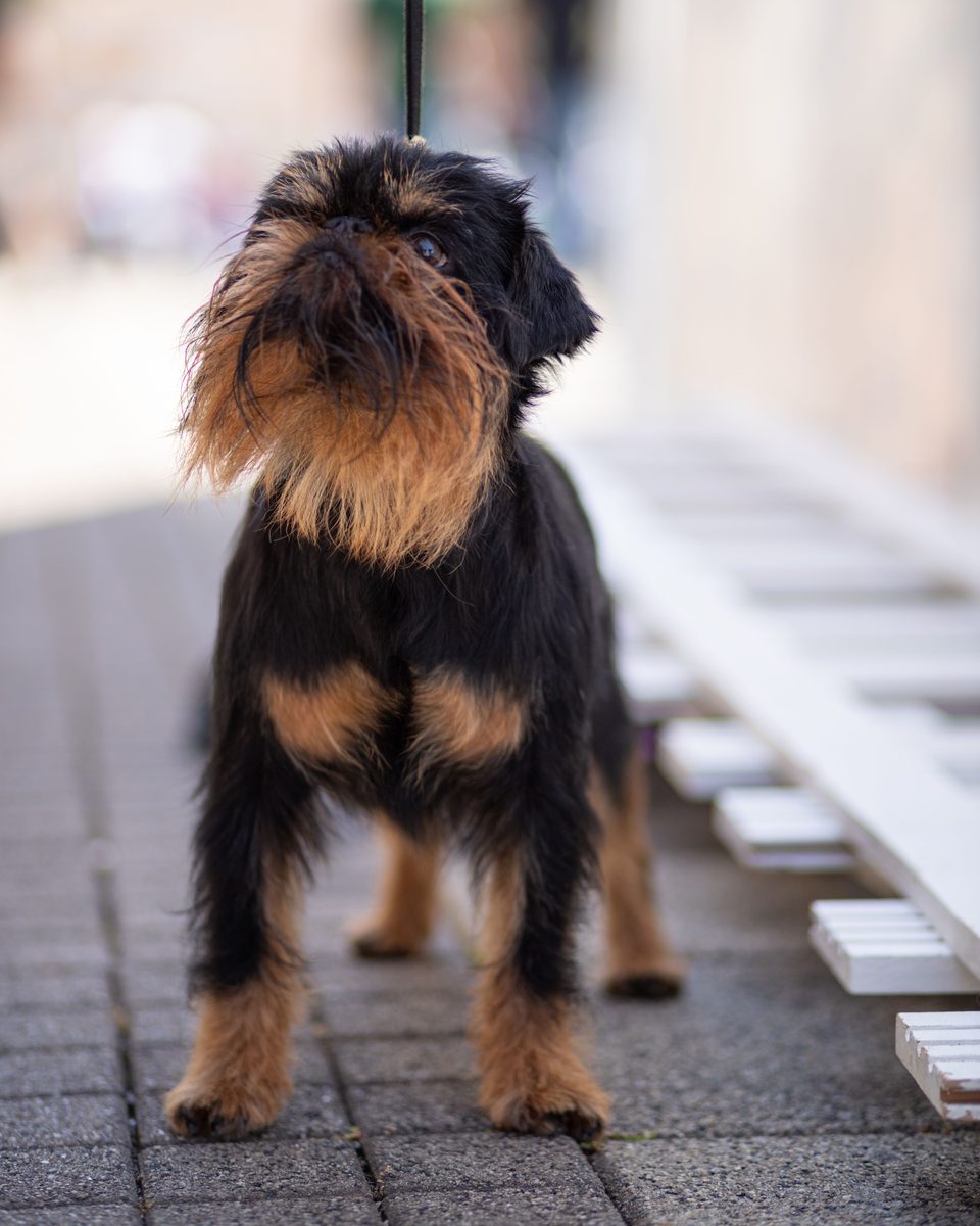 Brussels Griffon
