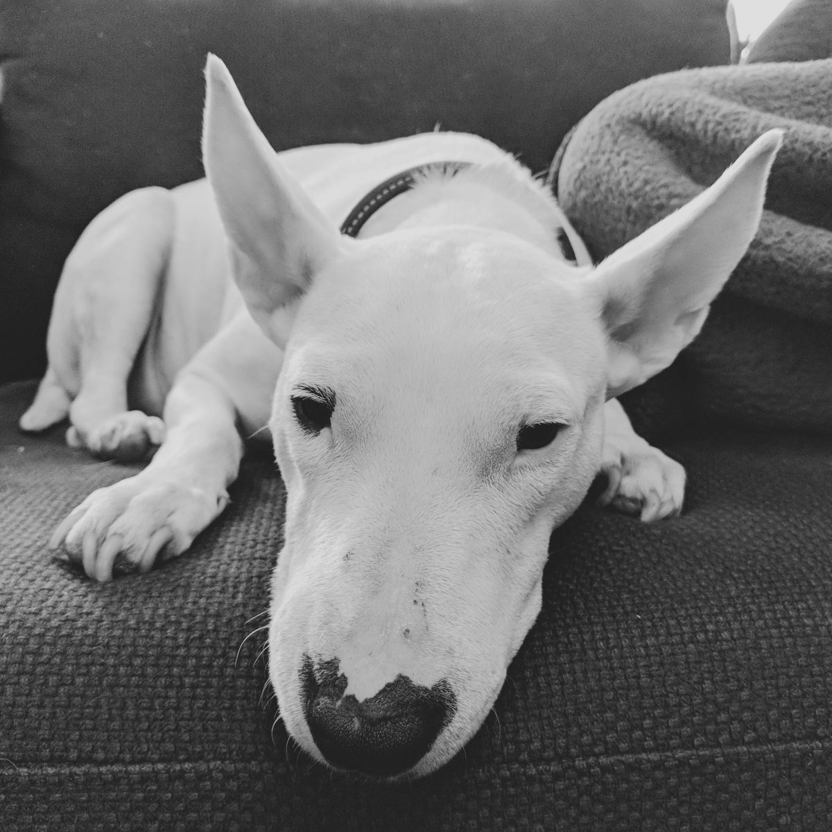 Bull Terrier. Egg-shaped head. Triangle eyes. Zero regrets.