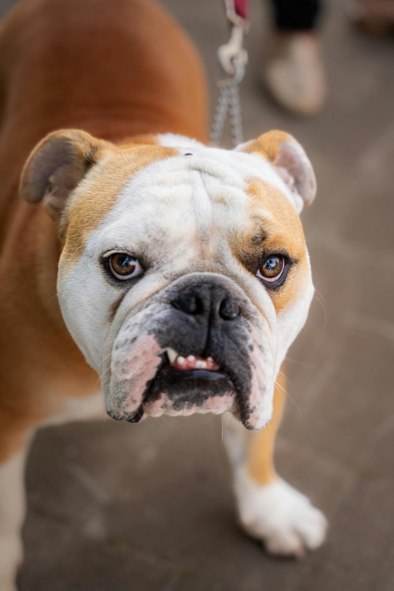 Bulldog