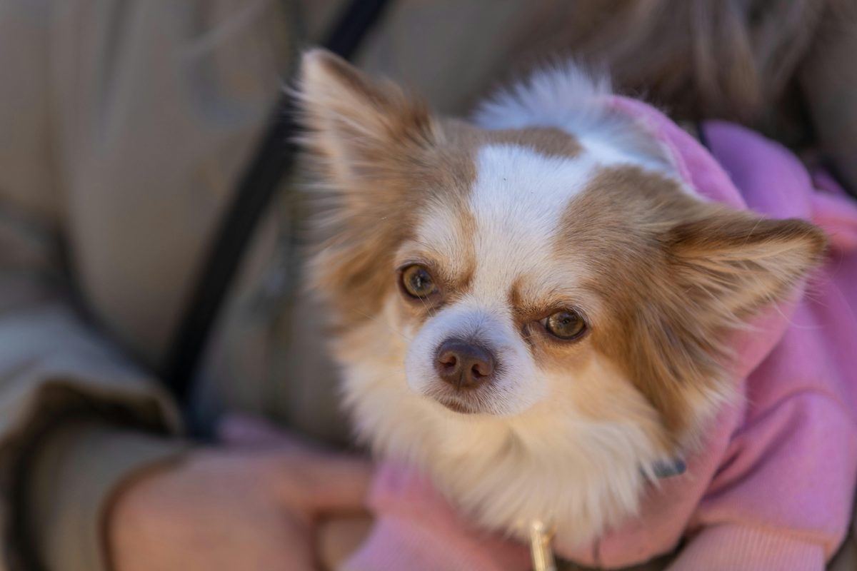 Chihuahua. Tiny body. Big feelings.