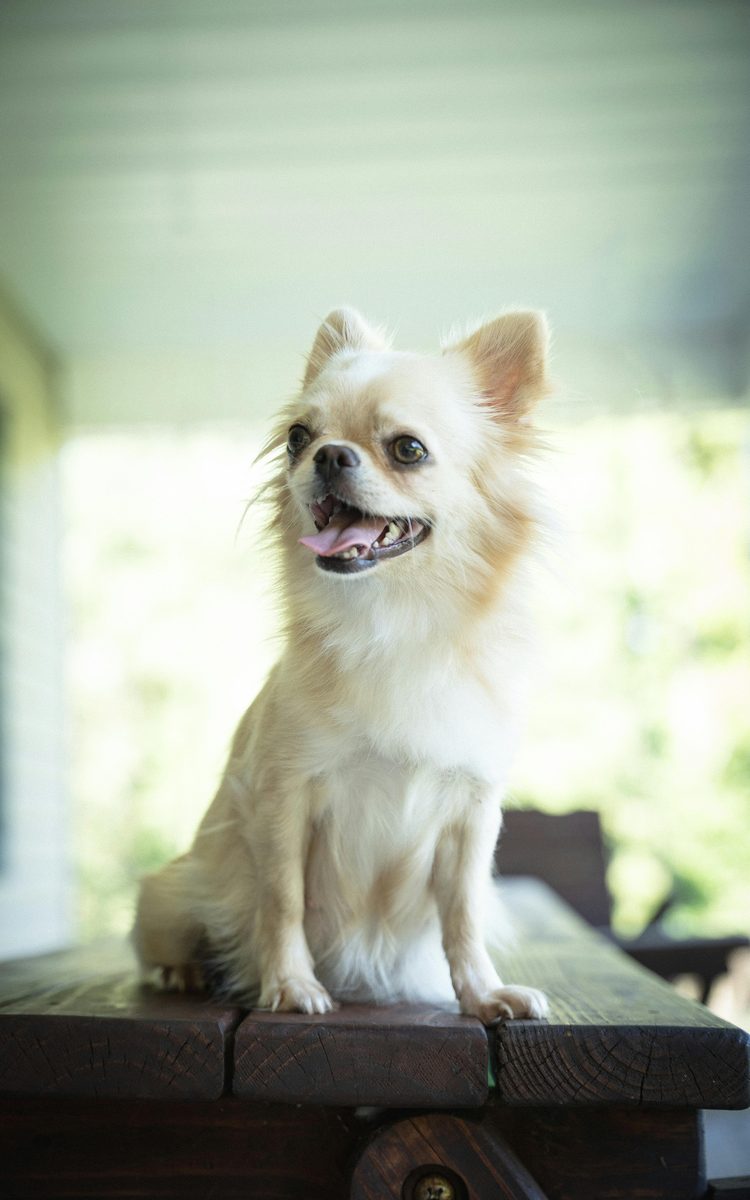 Chihuahua