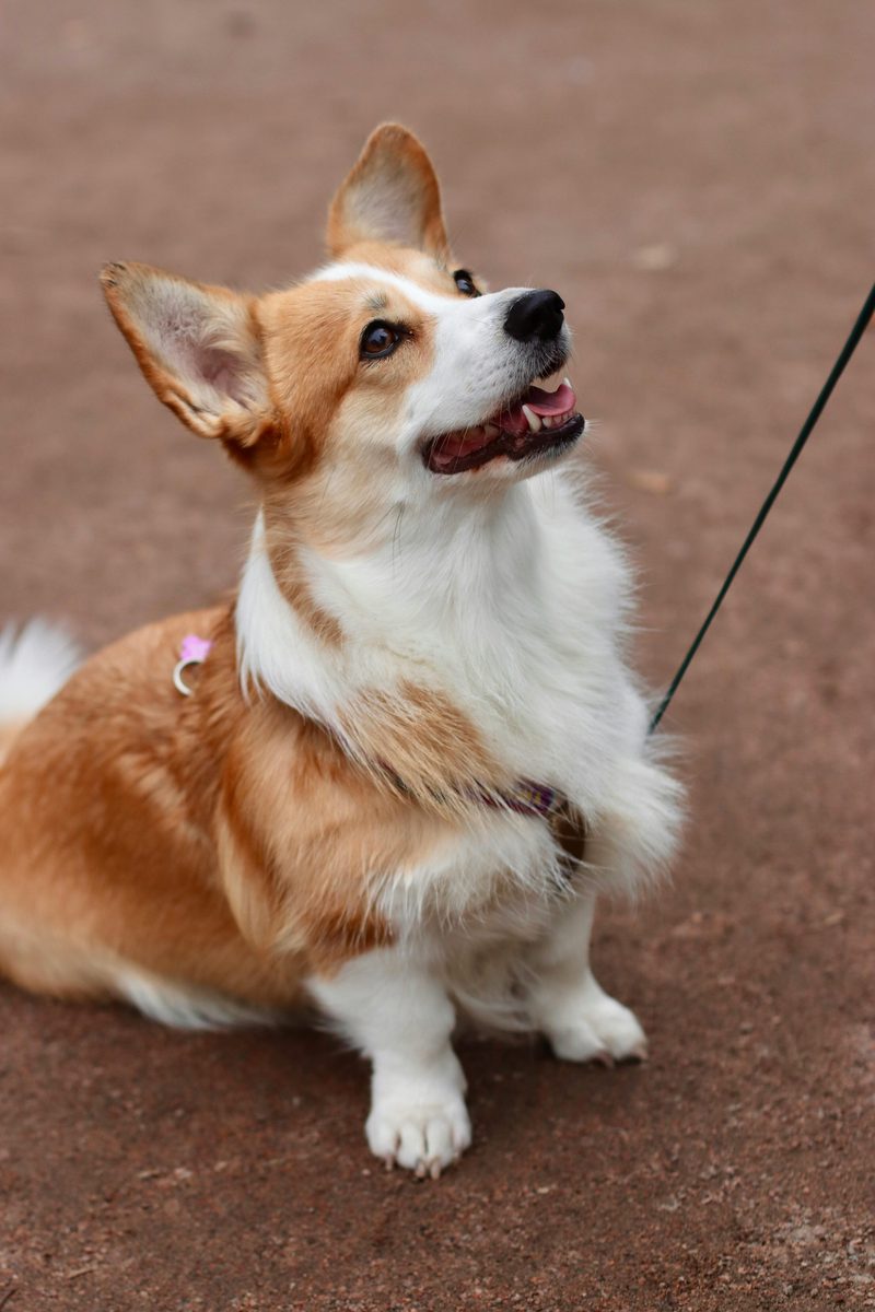 Corgi. Butt wiggle. No notes.