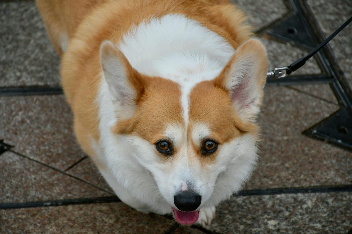 Corgi
