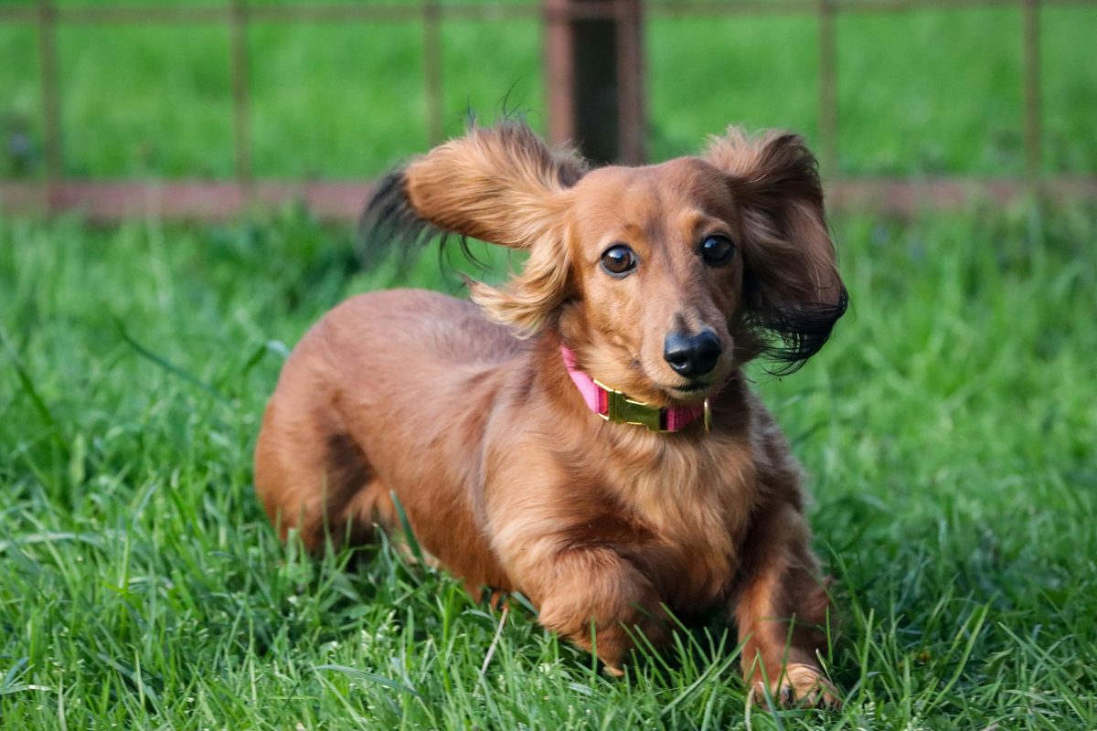 Dachshund. Treat. Zero regrets.