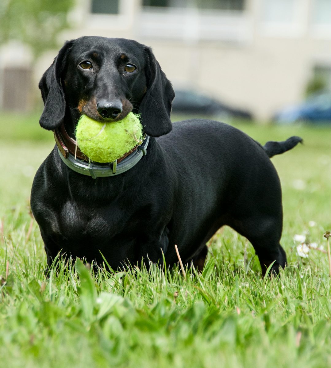 Dachshund