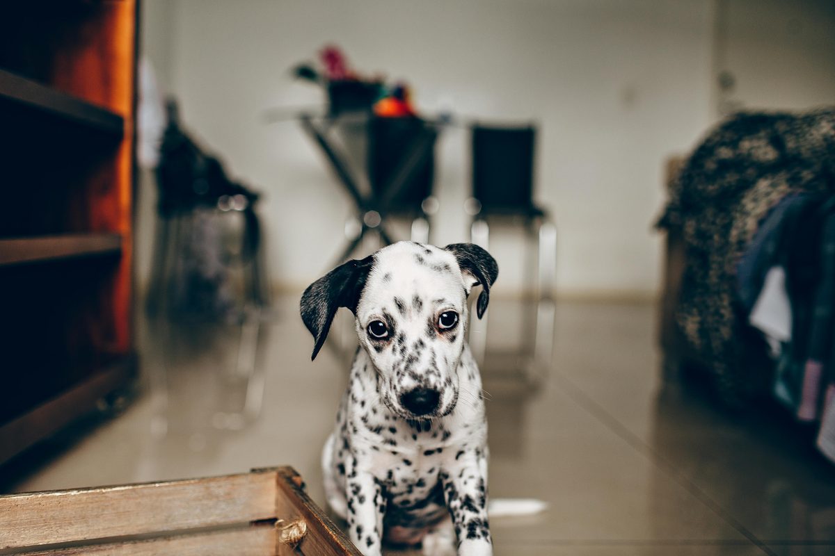 Dalmatian. Spotted. Speedy. Stylish.