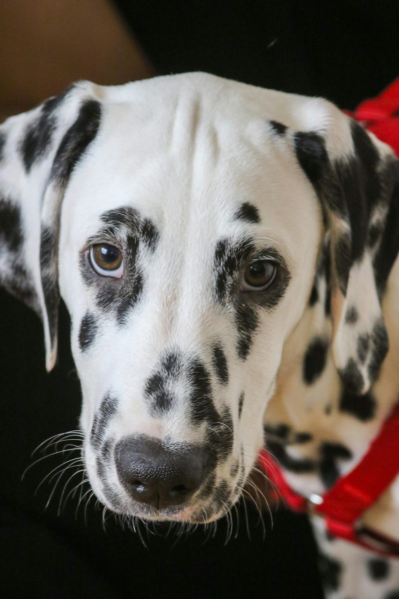 Dalmatian
