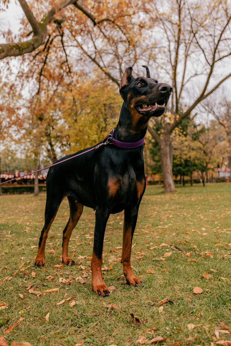 Doberman. Sleek. Fierce. Also sleeping on your couch.