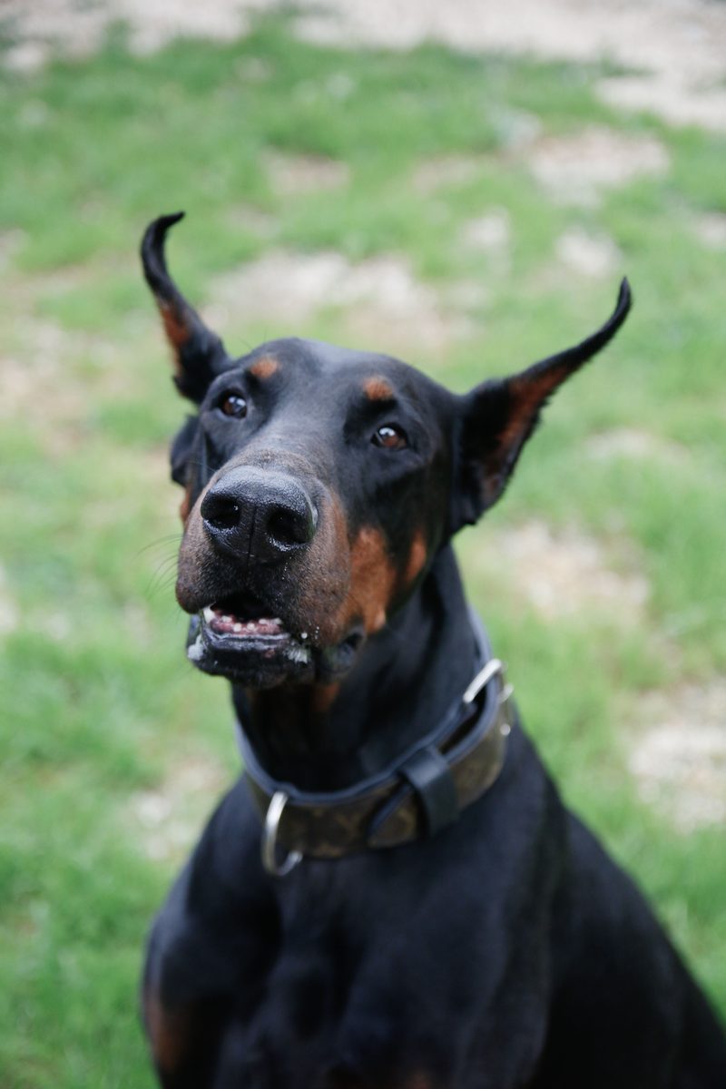 Doberman