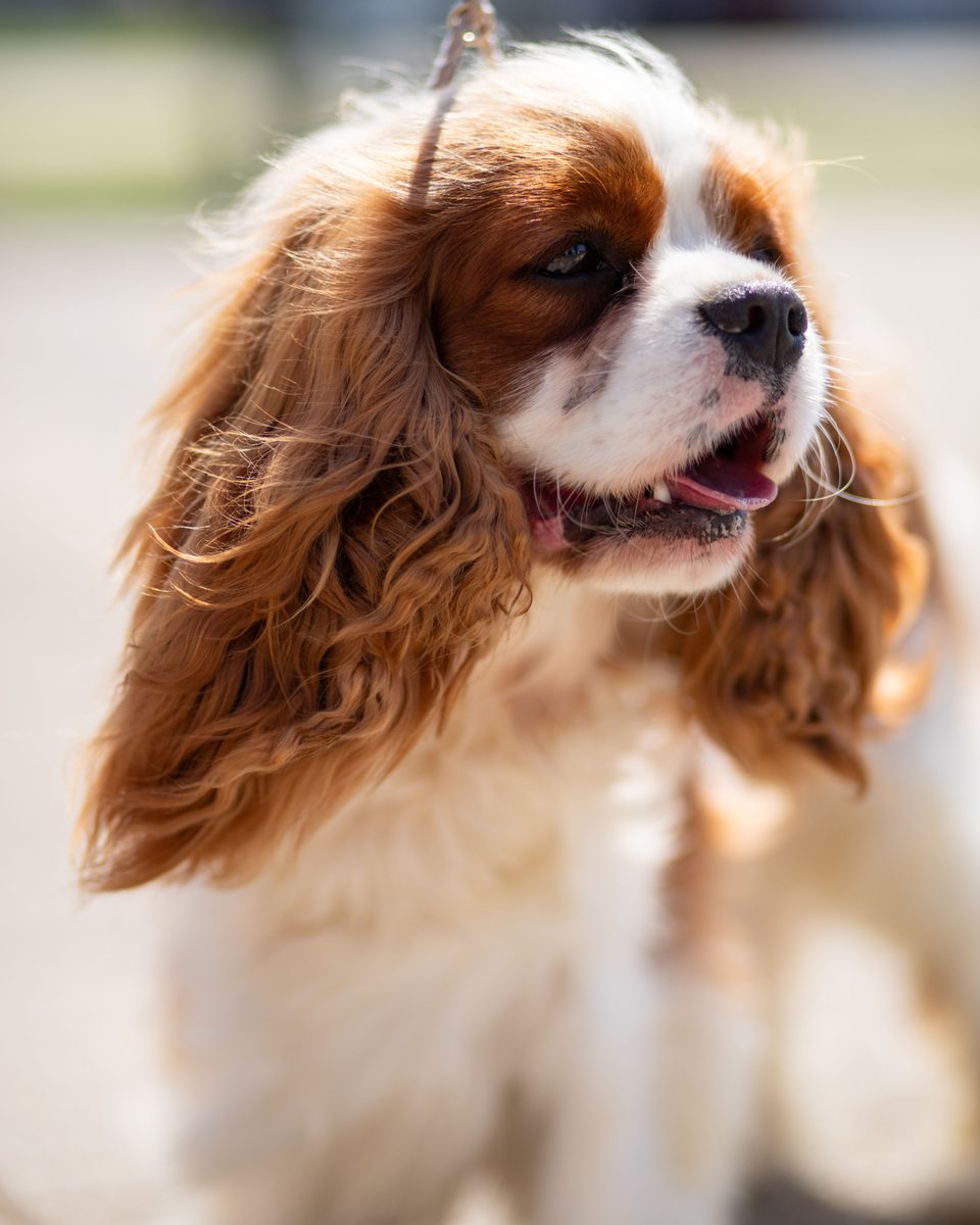 English Toy Spaniel
