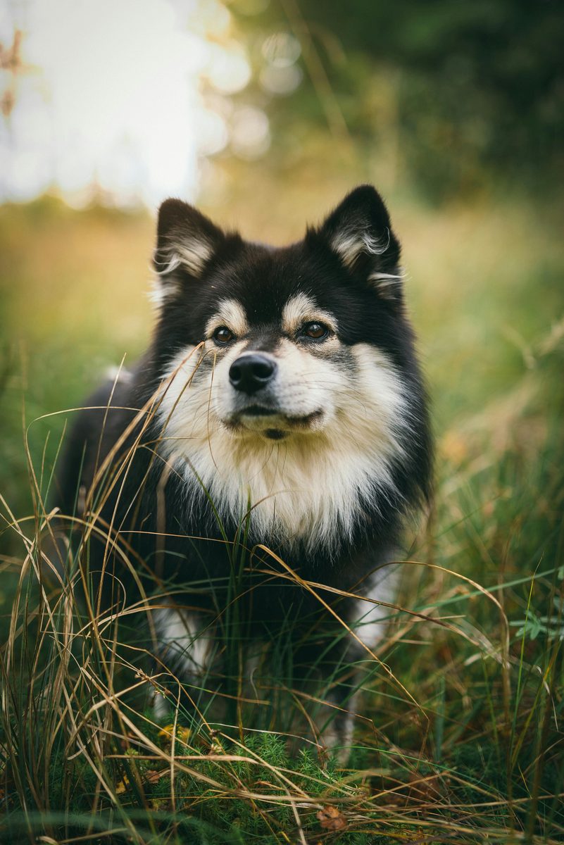 Finnish Lapphund. Herded reindeer. Now herds your schedule.
