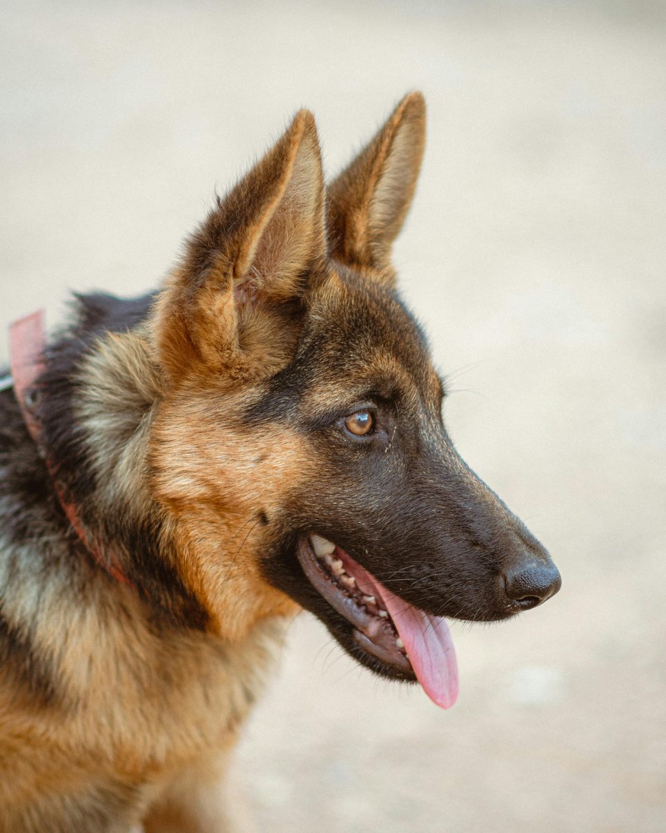 German Shepherd. Loyal. Intense. Judges your life choices.