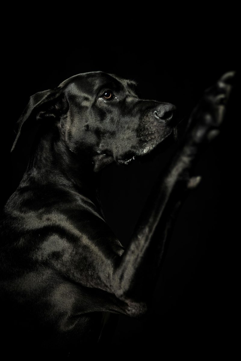 Great Dane. Tiny apartment. Big regrets.