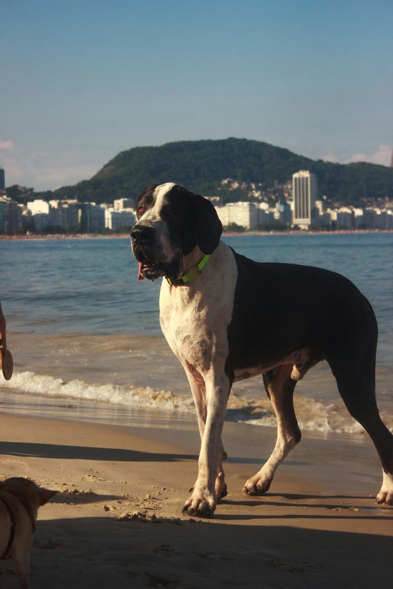 Great Dane