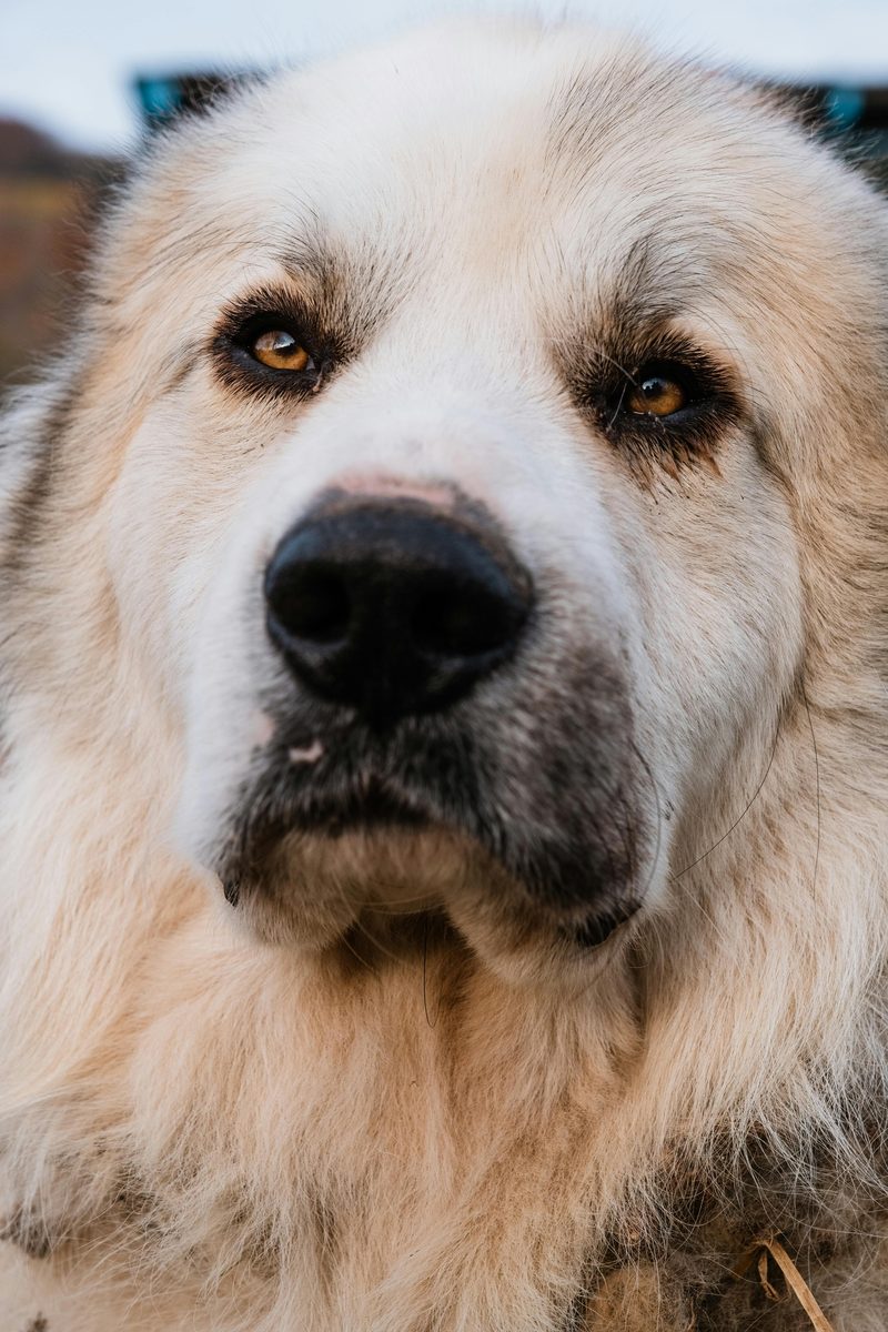 Great Pyrenees. Royal Dog of France. Knows it.