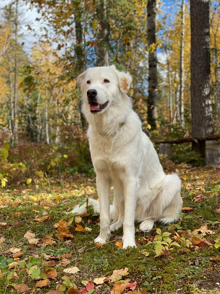 Great Pyrenees