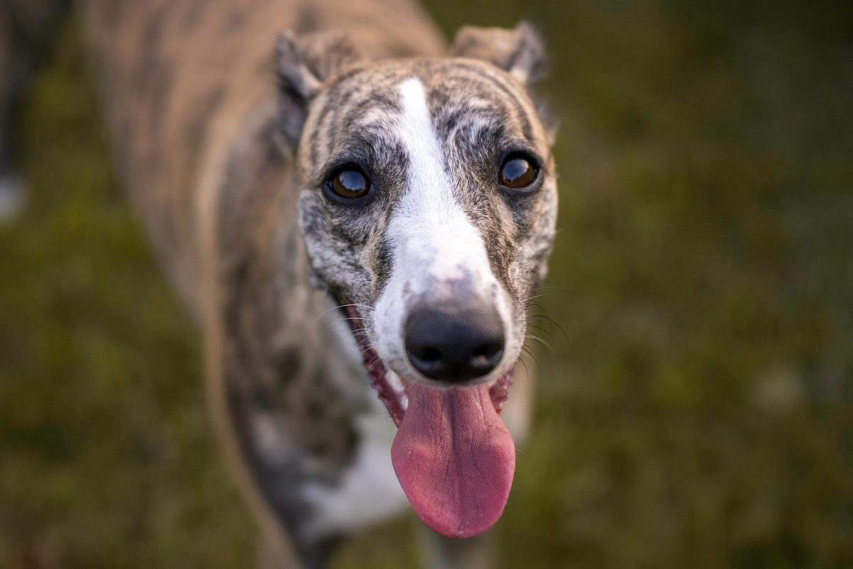 Greyhound. 45mph. Also napping. Mostly napping.