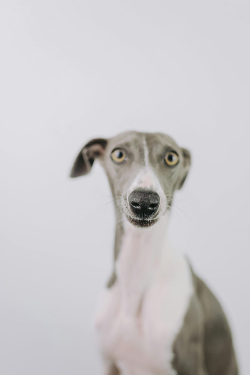 Greyhound