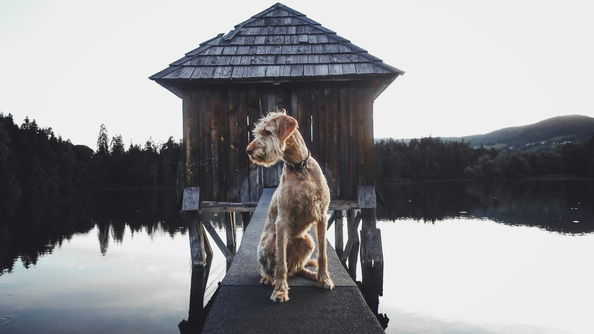 Irish Terrier