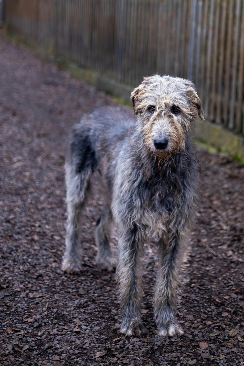 Irish Wolfhound. Taller than your furniture. Gentler than your cat.