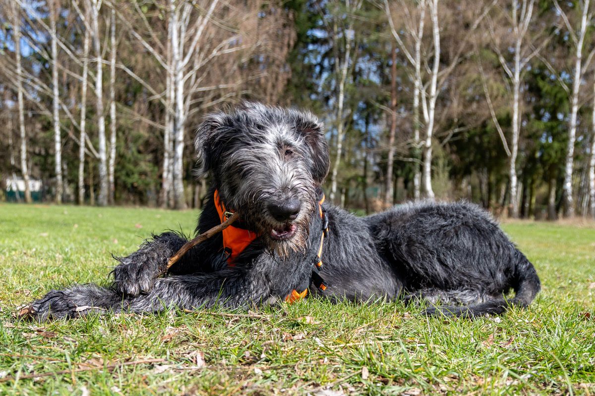 Irish Wolfhound