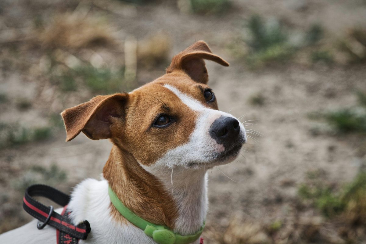 Jack Russell Terrier. Tiny tornado. No off switch.