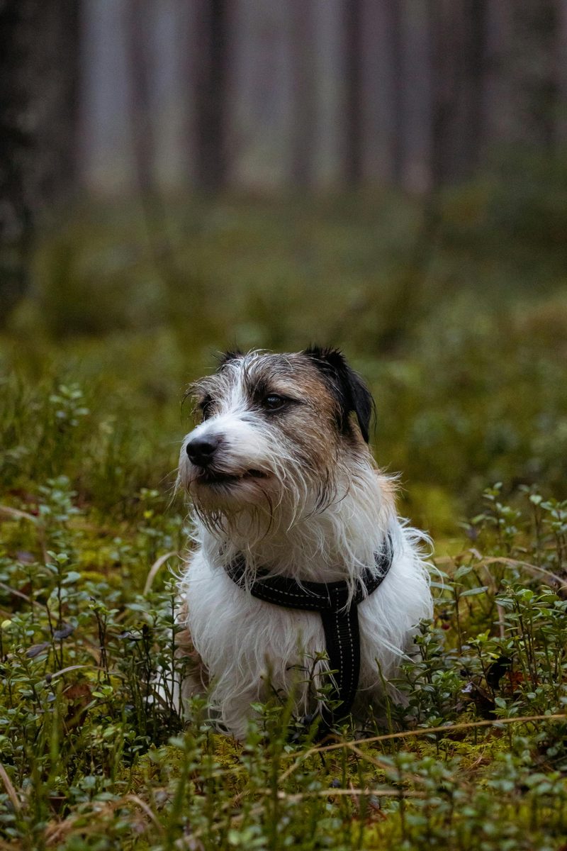 Jack Russell Terrier