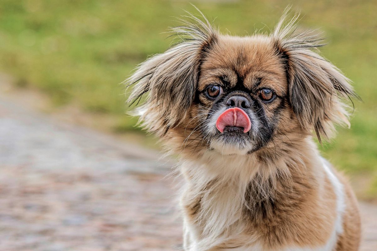 Japanese Chin. Imperial origins. Eternal elegance.