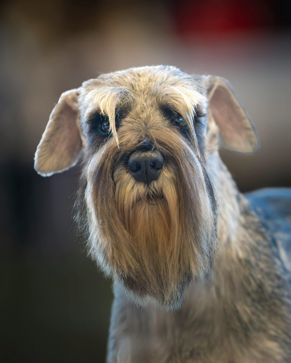 Kerry Blue Terrier