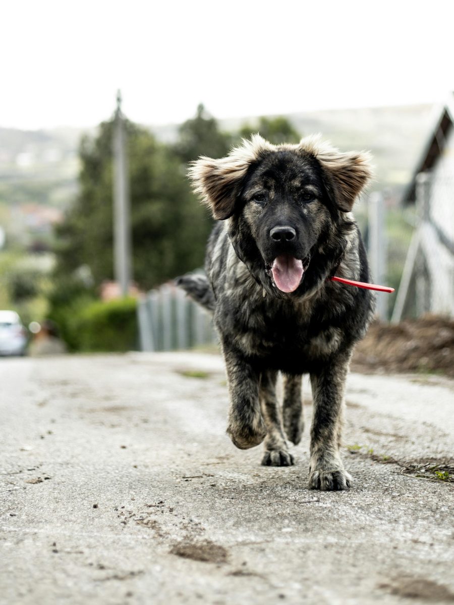 Leonberger. Bred to look like a lion. Behaves like a labrador.