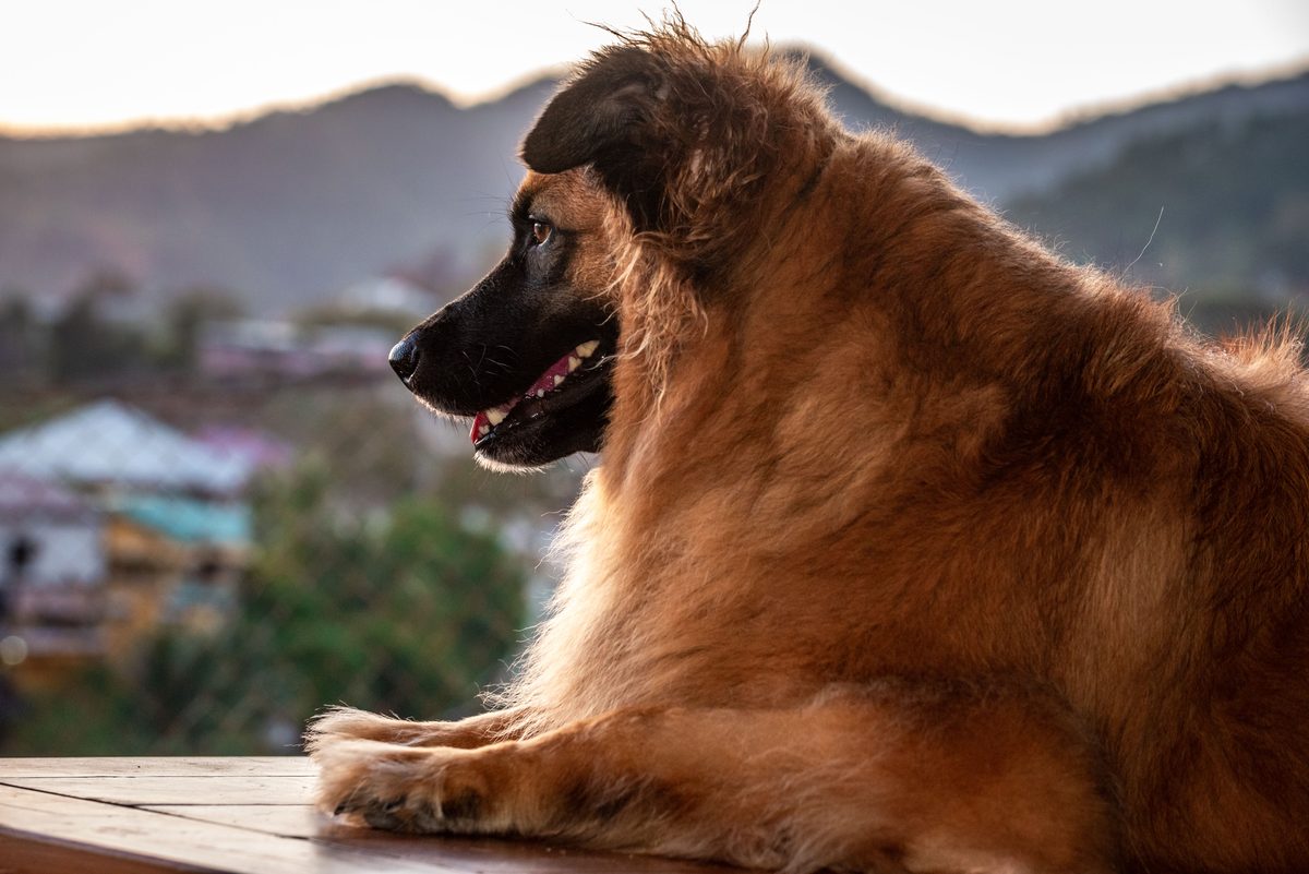 Leonberger