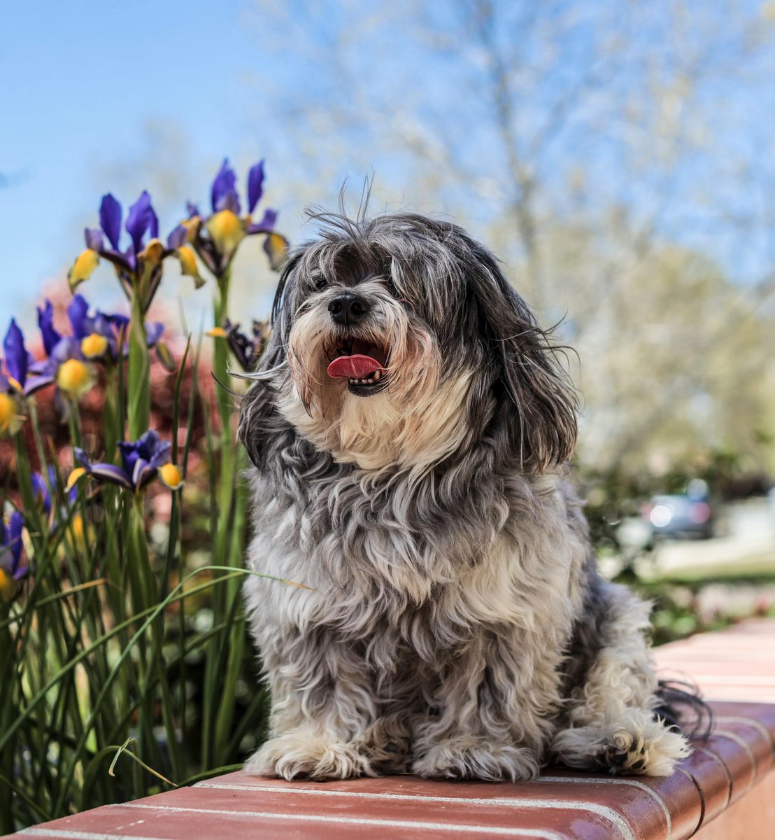 Lhasa Apso. Temple guardian. Tiny. Takes the job seriously.